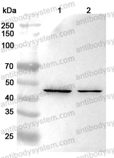 Anti-BGN Polyclonal Antibody