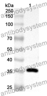 Anti-CD9 Polyclonal Antibody