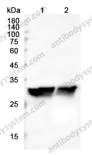 Anti-COMT Polyclonal Antibody