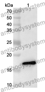 Anti-Human KCNA3 Polyclonal Antibody