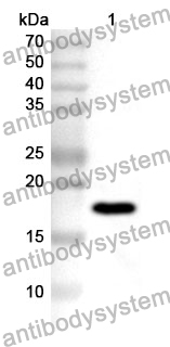 Anti-BMP6 Polyclonal Antibody