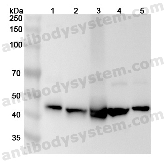 Anti-Human PAICS Polyclonal Antibody