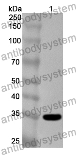 Anti-Human CCL1/I-309 Polyclonal Antibody