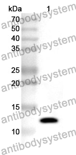 Anti-GAL Polyclonal Antibody