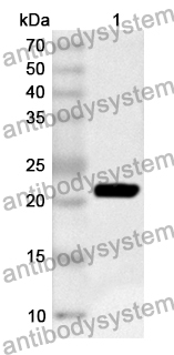 Anti-FDXR Polyclonal Antibody