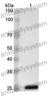 Anti-CD333/FGFR3 Polyclonal Antibody