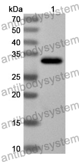 Anti-Human CA4 Polyclonal Antibody