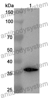 Anti-CD206/MRC1 Polyclonal Antibody