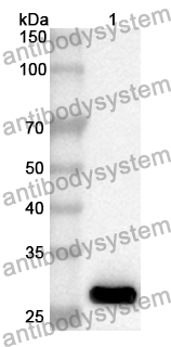 Anti-TCEA1 Polyclonal Antibody