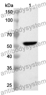 Anti-CD49f/ITGA6 Polyclonal Antibody