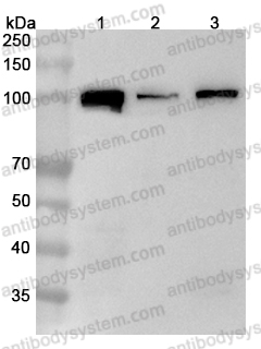 Anti-Human SFPQ Polyclonal Antibody