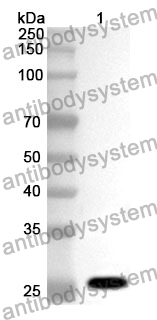 Anti-CD238/KEL Polyclonal Antibody