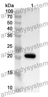 Anti-Human RPS3 Polyclonal Antibody