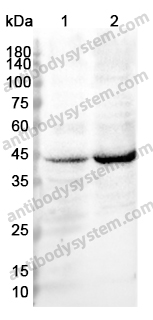 Anti-AHCY Polyclonal Antibody