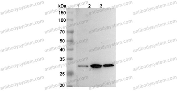 Anti-BDNF Polyclonal Antibody