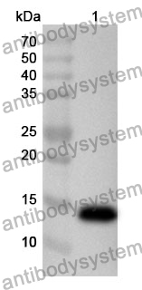 Anti-PAX7 Polyclonal Antibody