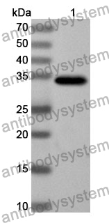 Anti-GATA2 Polyclonal Antibody