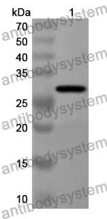 Anti-Human CMA1 Polyclonal Antibody