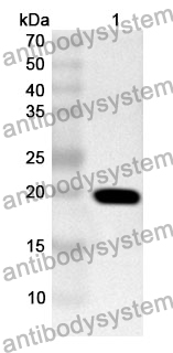 Anti-CYP3A7 Polyclonal Antibody