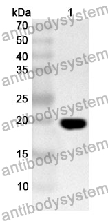 Anti-GADD45A Polyclonal Antibody