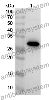 Anti-DNASE1 Polyclonal Antibody