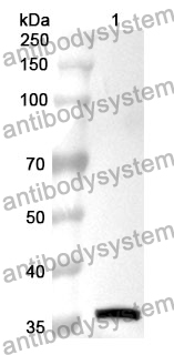 Anti-CDK2 Polyclonal Antibody