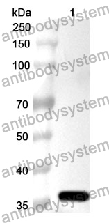 Anti-CD181/CD128/CXCR1 Polyclonal Antibody