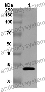 Anti-CD182/CXCR2 Polyclonal Antibody