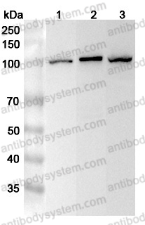 Anti-Human MCM3 Polyclonal Antibody