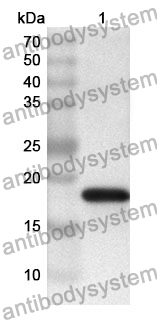 Anti-CD95/FAS Polyclonal Antibody