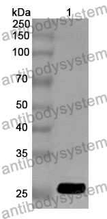 Anti-CTSS Polyclonal Antibody