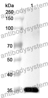 Anti-UCP1 Polyclonal Antibody