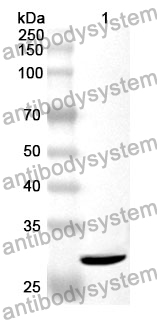 Anti-MSN Polyclonal Antibody