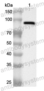 Anti-MSN Polyclonal Antibody