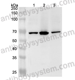 Anti-Human U2AF2 Polyclonal Antibody