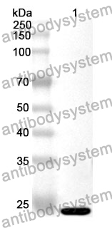 Anti-HMGB2 Polyclonal Antibody