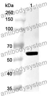 Anti-PTBP1 Polyclonal Antibody