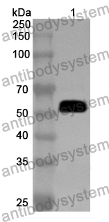 Anti-EEF1G Polyclonal Antibody