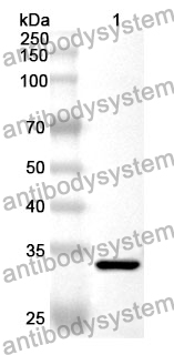 Anti-PLN Polyclonal Antibody