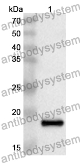 Anti-Human CD123/IL3RA Polyclonal Antibody