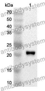 Anti-PON1 Polyclonal Antibody