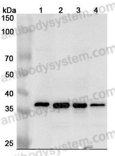 Anti-Human APEX1 Polyclonal Antibody