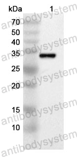 Anti-Human DCK Polyclonal Antibody