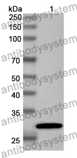 Anti-Human PDE4A Polyclonal Antibody