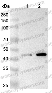 Anti-CFP Polyclonal Antibody