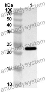 Anti-PSMB8 Polyclonal Antibody