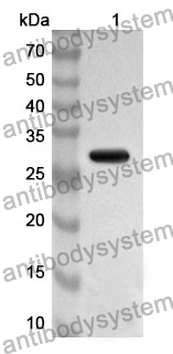 Anti-PSMA5 Polyclonal Antibody