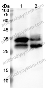 Anti-PSMA5 Polyclonal Antibody