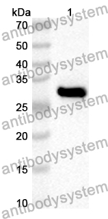 Anti-MAPK1 Polyclonal Antibody