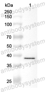 Anti-GRN Polyclonal Antibody